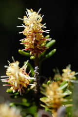 Orites revolutus