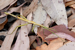 Didymuria violescens
