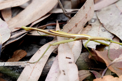 Didymuria violescens