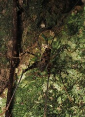Macropathinae