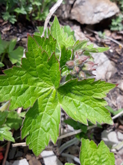 Geranium platyanthum