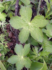 Geranium platyanthum