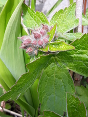 Geranium platyanthum