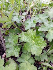 Geranium platyanthum