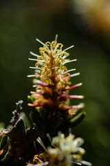 Orites revolutus
