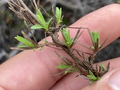 Adenothamnus validus