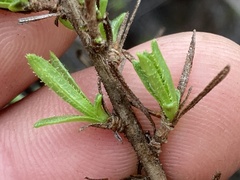 Adenothamnus validus