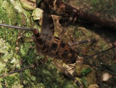 Macropathinae