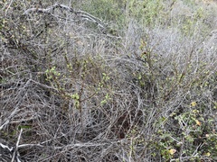 Adenothamnus validus