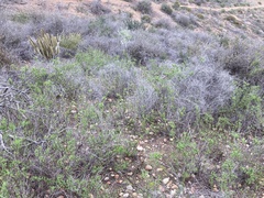 Adenothamnus validus