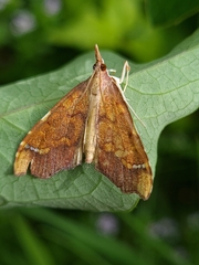 Deana hybreasalis