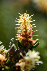 Orites revolutus