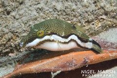 Canthigaster callisterna