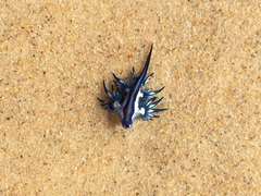 Glaucus atlanticus