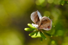 Orites revolutus