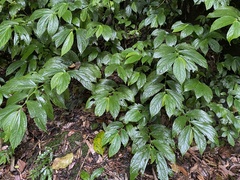 Elatostema platyphyllum