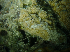 Scleractinia