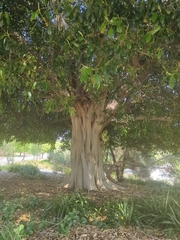 Ficus macrophylla