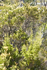 Orites revolutus