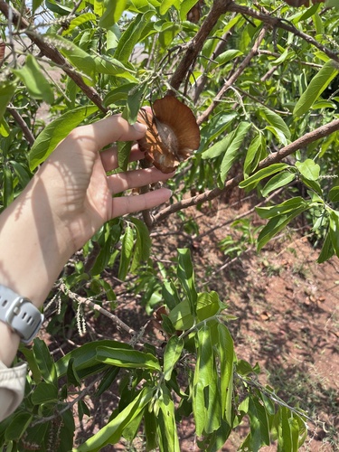 Large-fruited bushwillow (Combretum zeyheri)