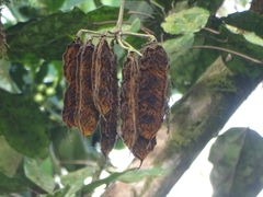Mucuna urens