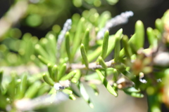 Orites revolutus