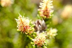 Orites revolutus