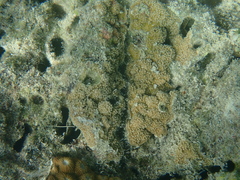 Scleractinia