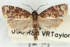 Argyrotaenia tabulana