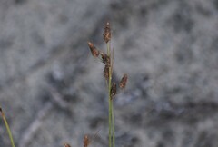 Fimbristylis caroliniana