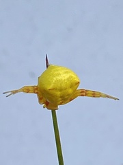 Thomisus citrinellus