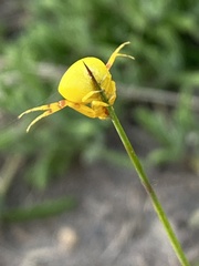 Thomisus citrinellus