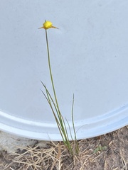 Thomisus citrinellus