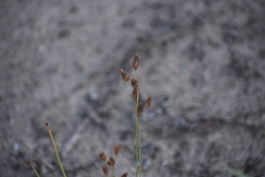 Fimbristylis caroliniana