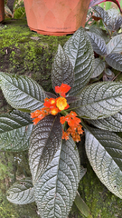Chrysothemis pulchella