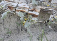Helianthus argophyllus