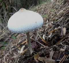 Macrolepiota dolichaula