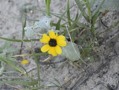 Helianthus argophyllus