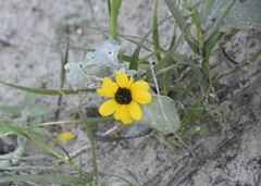 Helianthus argophyllus