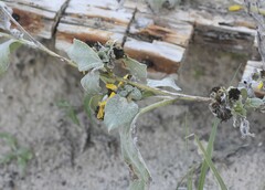 Helianthus argophyllus
