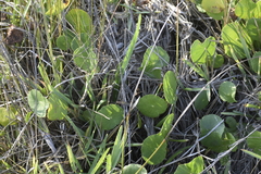 Hydrocotyle bonariensis