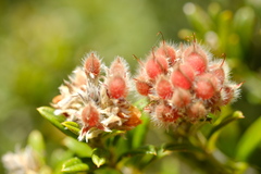 Oxylobium ellipticum