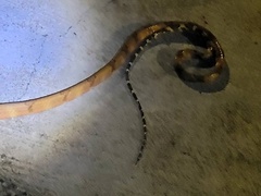 Boiga cynodon