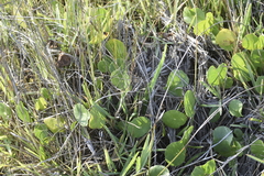 Hydrocotyle bonariensis