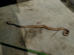 Boiga cynodon