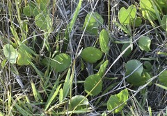 Hydrocotyle bonariensis
