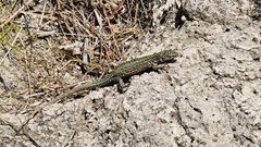 Tropidosaura gularis