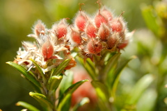 Oxylobium ellipticum