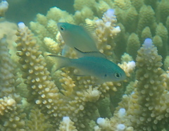 Chromis atripectoralis