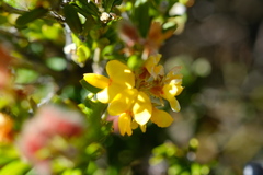 Oxylobium ellipticum